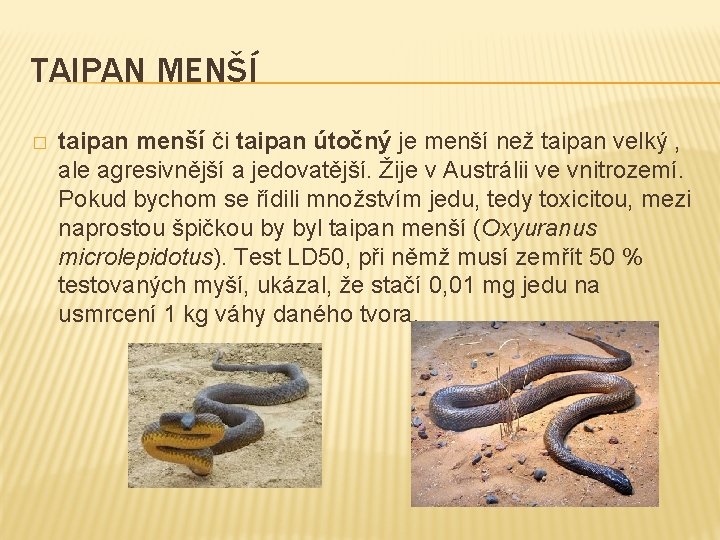 TAIPAN MENŠÍ � taipan menší či taipan útočný je menší než taipan velký ,
