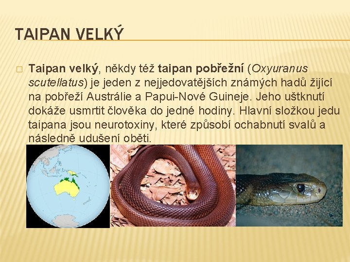 TAIPAN VELKÝ � Taipan velký, někdy též taipan pobřežní (Oxyuranus scutellatus) je jeden z