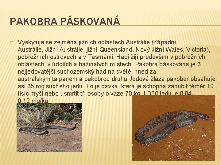 PAKOBRA PÁSKOVANÁ � Vyskytuje se zejména jižních oblastech Austrálie (Západní Austrálie, Jižní Austrálie, jižní