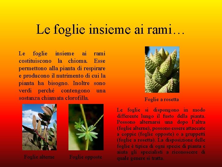 Le foglie insieme ai rami… Le foglie insieme ai rami costituiscono la chioma. Esse