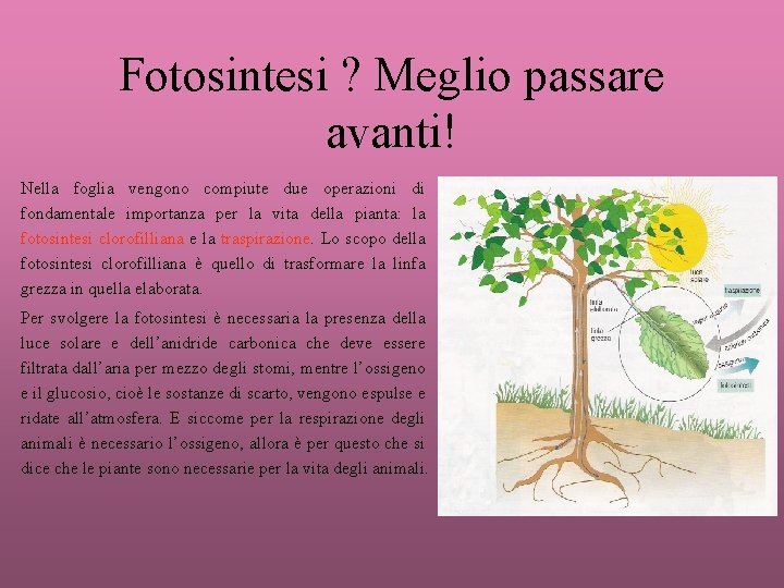 Fotosintesi ? Meglio passare avanti! Nella foglia vengono compiute due operazioni di fondamentale importanza