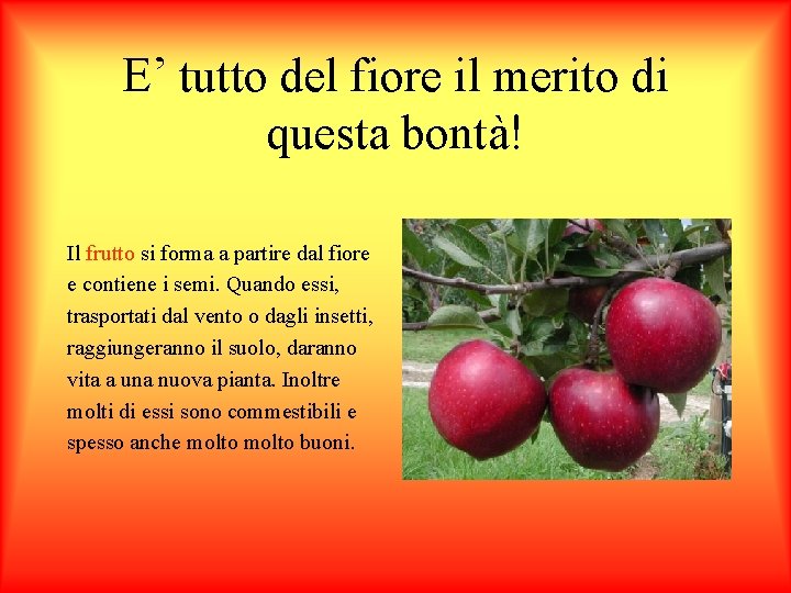 E’ tutto del fiore il merito di questa bontà! Il frutto si forma a