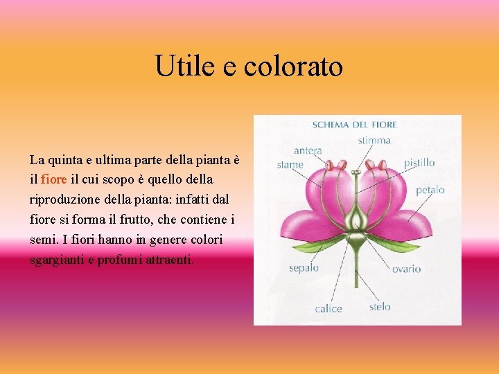 Utile e colorato La quinta e ultima parte della pianta è il fiore il