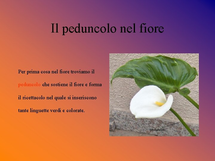 Il peduncolo nel fiore Per prima cosa nel fiore troviamo il peduncolo che sostiene