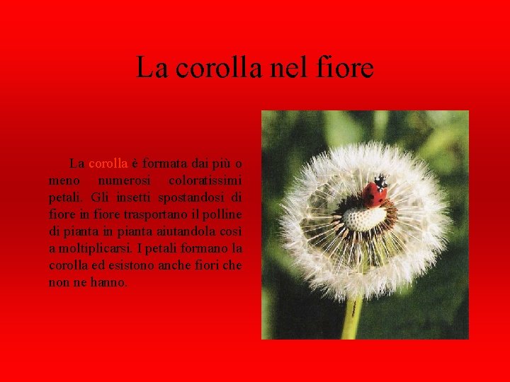 La corolla nel fiore La corolla è formata dai più o meno numerosi coloratissimi