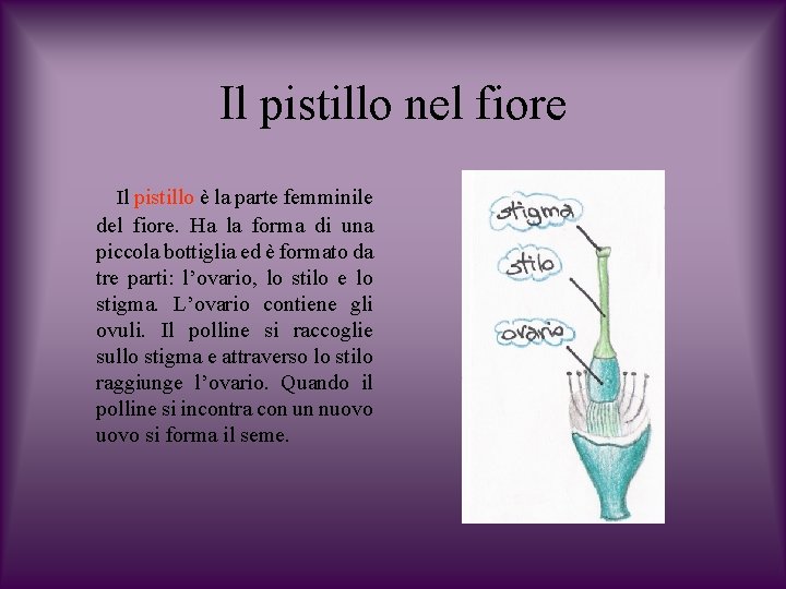 Il pistillo nel fiore Il pistillo è la parte femminile del fiore. Ha la