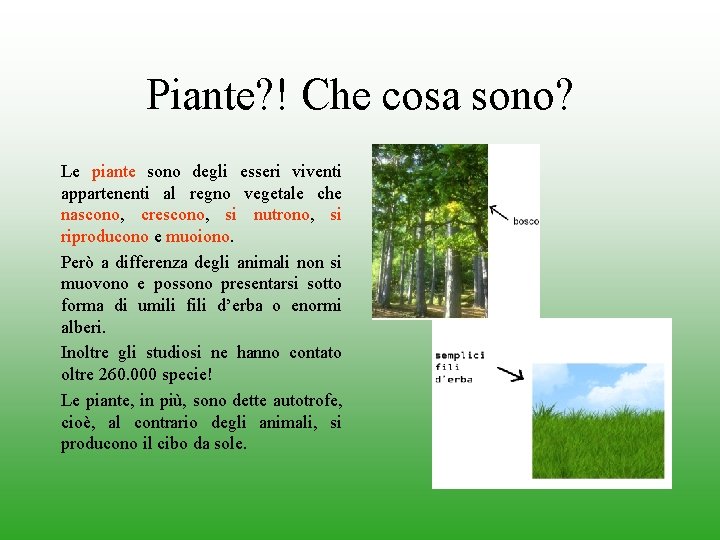 Piante? ! Che cosa sono? Le piante sono degli esseri viventi appartenenti al regno