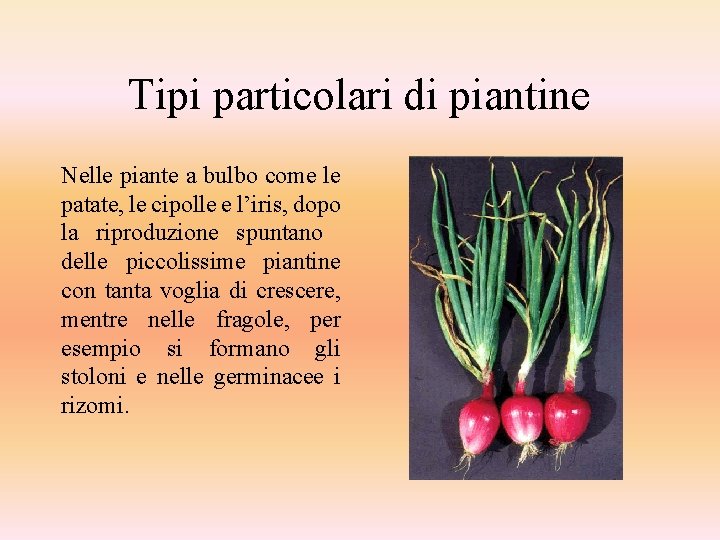 Tipi particolari di piantine Nelle piante a bulbo come le patate, le cipolle e