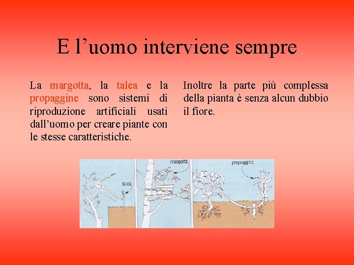 E l’uomo interviene sempre La margotta, la talea e la propaggine sono sistemi di