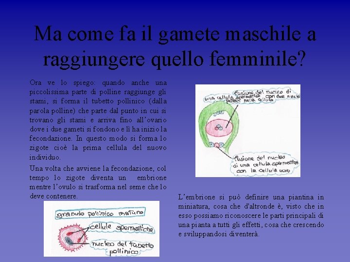 Ma come fa il gamete maschile a raggiungere quello femminile? Ora ve lo spiego: