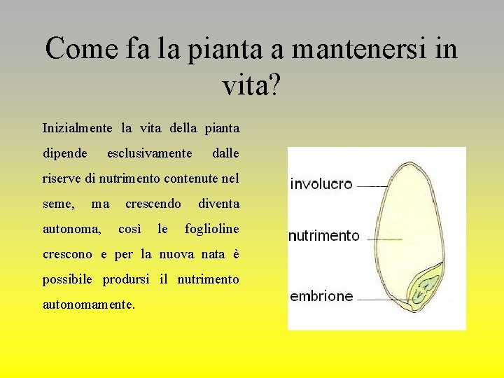 Come fa la pianta a mantenersi in vita? Inizialmente la vita della pianta dipende