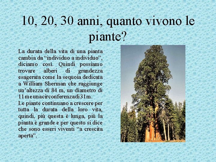 10, 20, 30 anni, quanto vivono le piante? La durata della vita di una