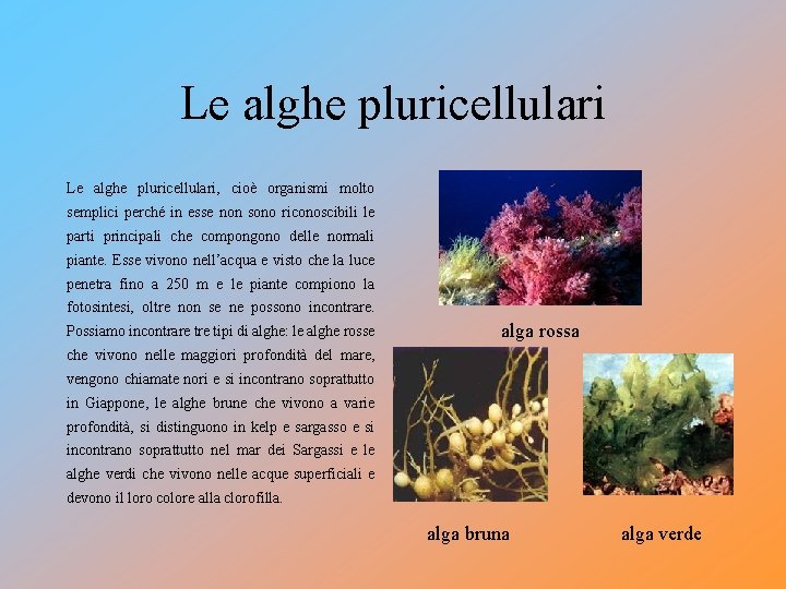 Le alghe pluricellulari, cioè organismi molto semplici perché in esse non sono riconoscibili le