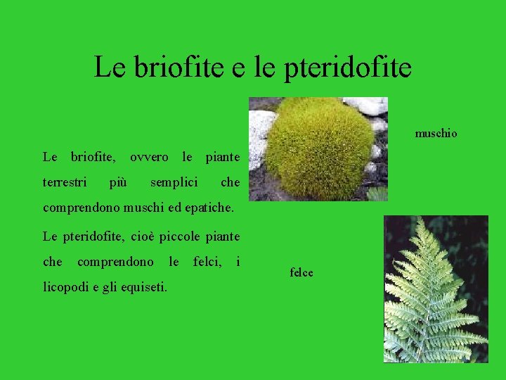 Le briofite e le pteridofite muschio Le briofite, ovvero le piante terrestri più semplici