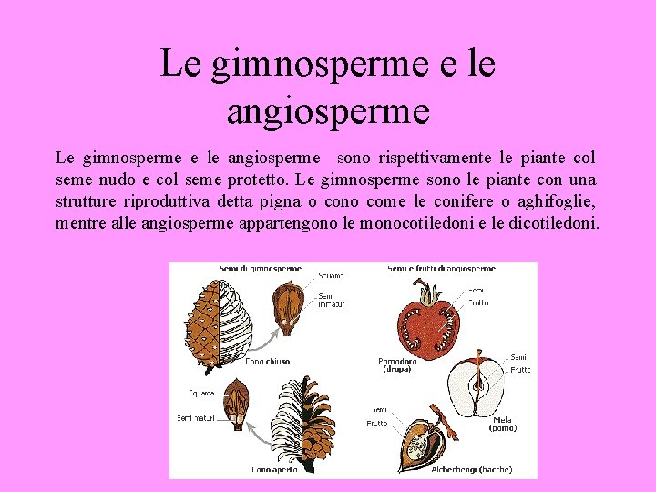 Le gimnosperme e le angiosperme sono rispettivamente le piante col seme nudo e col