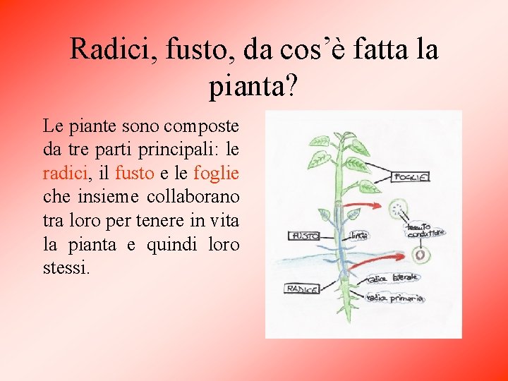 Radici, fusto, da cos’è fatta la pianta? Le piante sono composte da tre parti