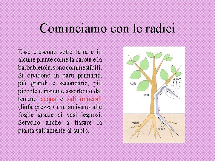 Cominciamo con le radici Esse crescono sotto terra e in alcune piante come la