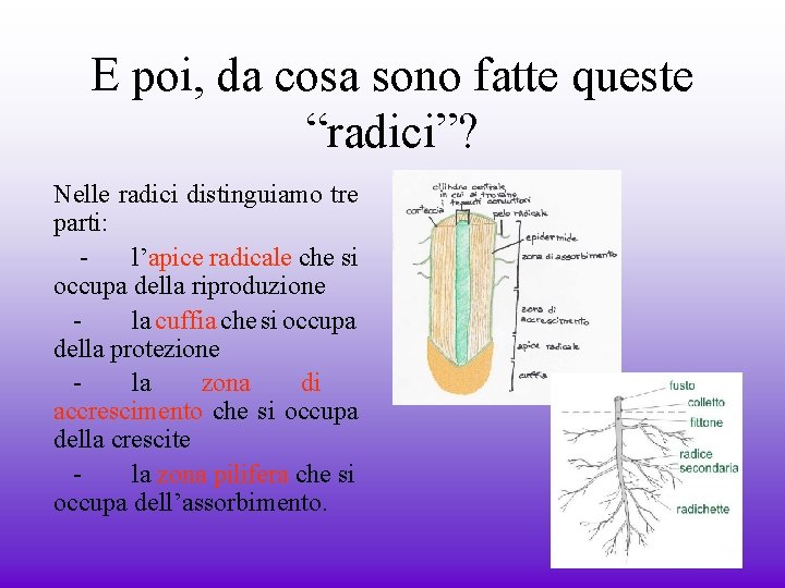 E poi, da cosa sono fatte queste “radici”? Nelle radici distinguiamo tre parti: l’apice