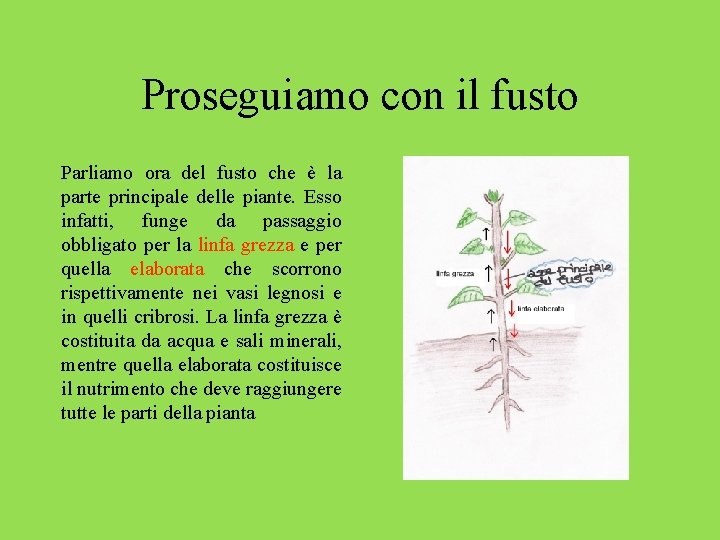 Proseguiamo con il fusto Parliamo ora del fusto che è la parte principale delle