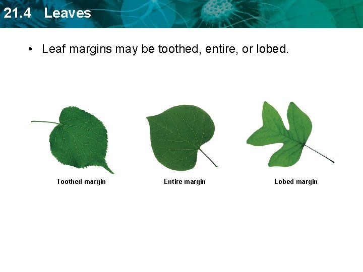 21 4 Leaves Key Concept Leaves Absorb Light