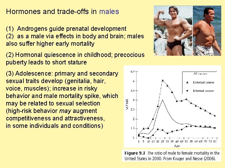 Hormones and trade-offs in males (1) Androgens guide prenatal development (2) as a male