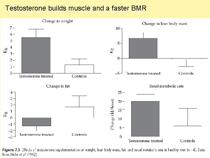 Testosterone builds muscle and a faster BMR 
