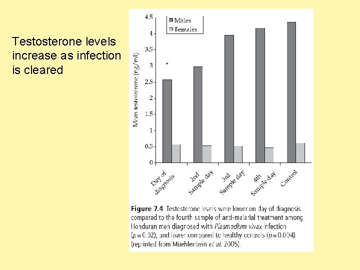 Testosterone levels increase as infection is cleared 