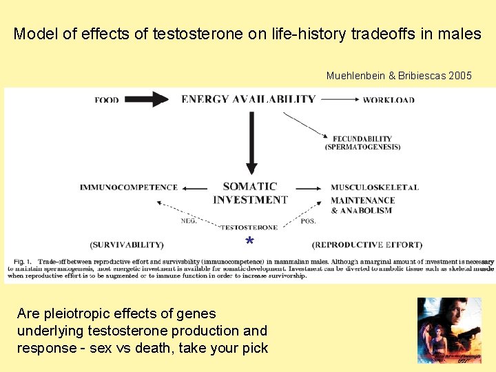 Model of effects of testosterone on life-history tradeoffs in males Muehlenbein & Bribiescas 2005