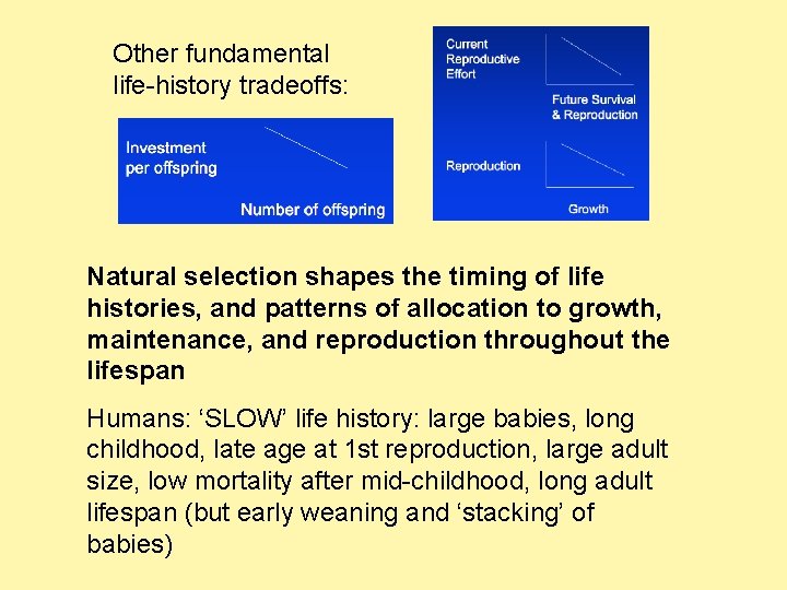 Other fundamental life-history tradeoffs: Natural selection shapes the timing of life histories, and patterns