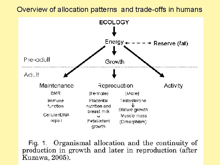 Overview of allocation patterns and trade-offs in humans 
