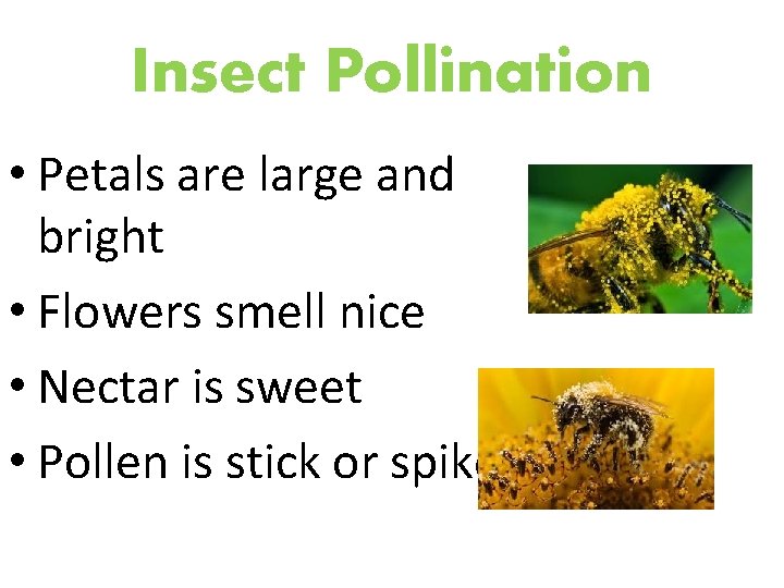 Insect Pollination • Petals are large and bright • Flowers smell nice • Nectar