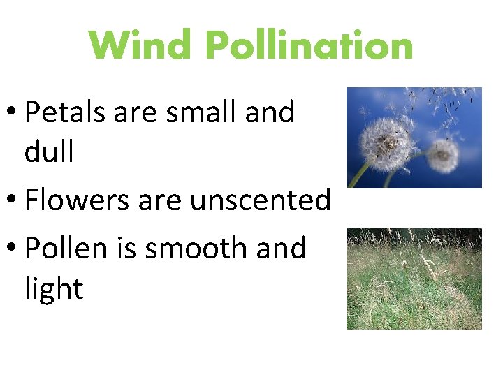 Wind Pollination • Petals are small and dull • Flowers are unscented • Pollen