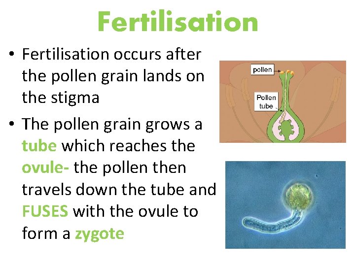 Fertilisation • Fertilisation occurs after the pollen grain lands on the stigma • The