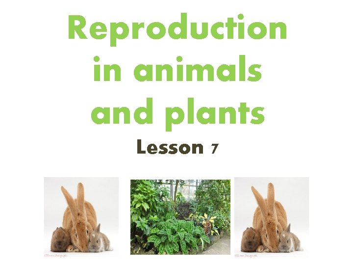 Reproduction in animals and plants Lesson 7 