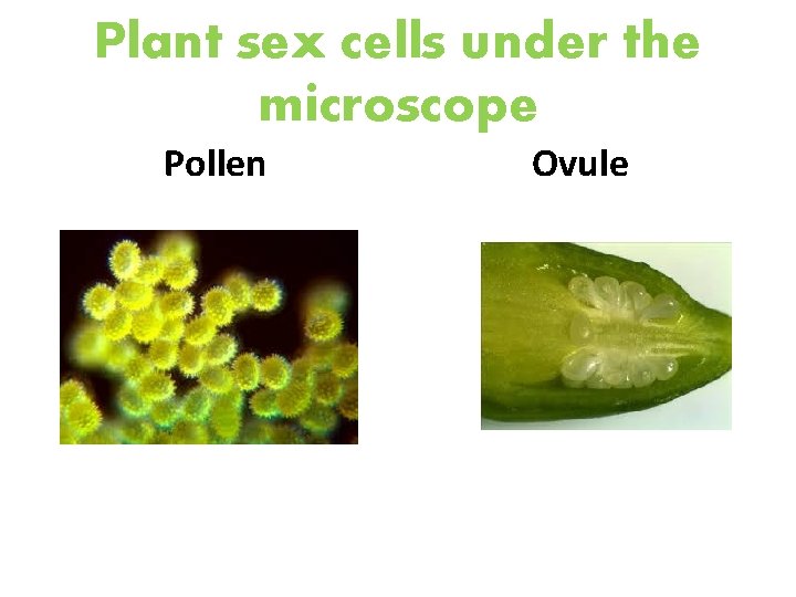 Plant sex cells under the microscope Pollen Ovule 