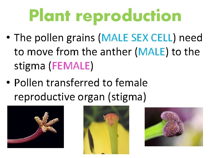 Plant reproduction • The pollen grains (MALE SEX CELL) need to move from the