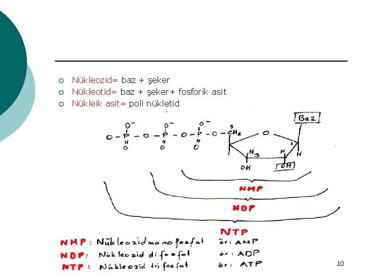 ¡ ¡ ¡ Nükleozid= baz + şeker Nükleotid= baz + şeker+ fosforik asit Nükleik