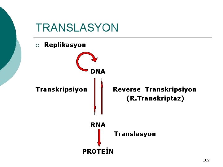 TRANSLASYON ¡ Replikasyon DNA Transkripsiyon Reverse Transkripsiyon (R. Transkriptaz) RNA Translasyon PROTEİN 102 