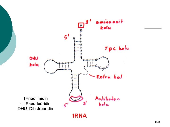 T=ribotimidin =Pseudoüridin DHU=Dihidrouridin t. RNA 108 