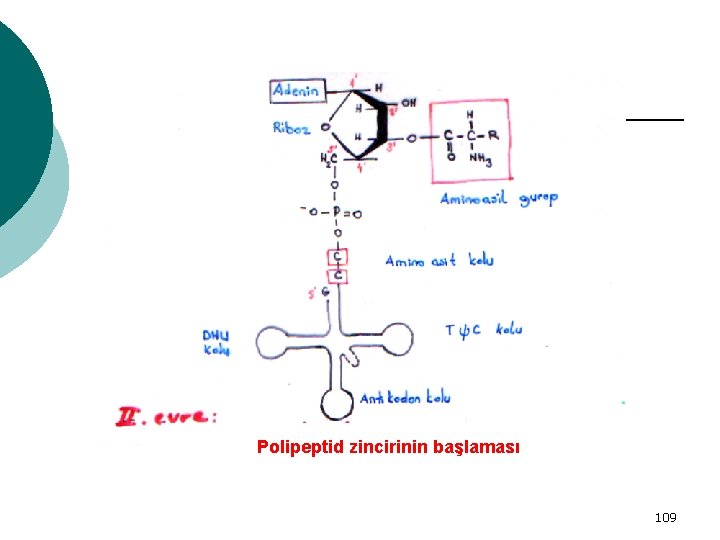 Polipeptid zincirinin başlaması 109 