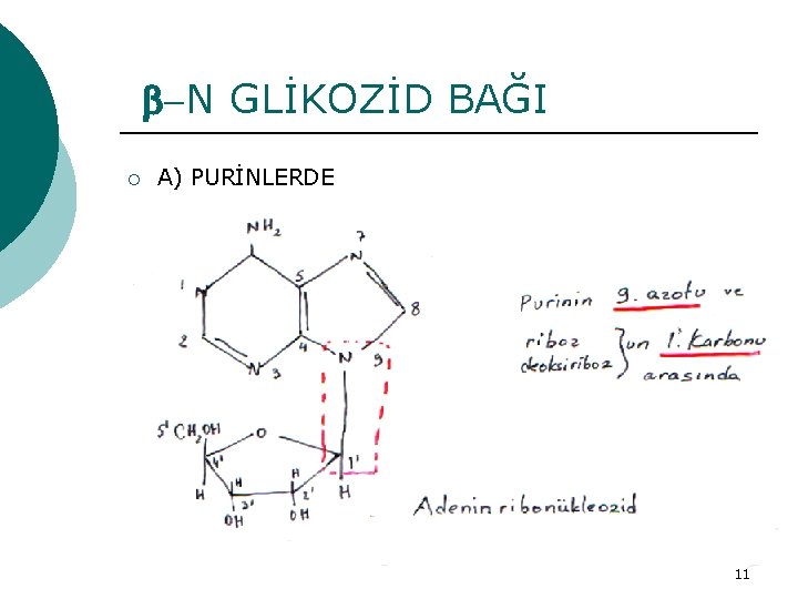  -N GLİKOZİD BAĞI ¡ A) PURİNLERDE 11 