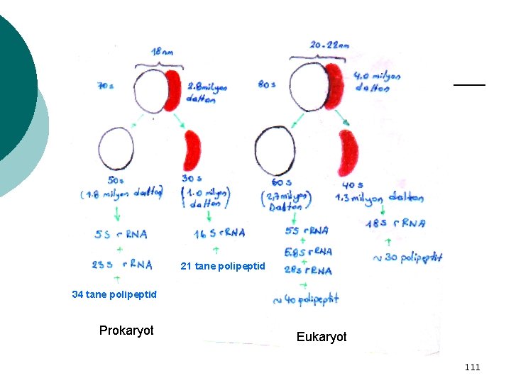 21 tane polipeptid 34 tane polipeptid Prokaryot Eukaryot 111 