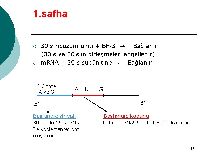 1. safha ¡ ¡ 30 s ribozom üniti + BF-3 → Bağlanır (30 s