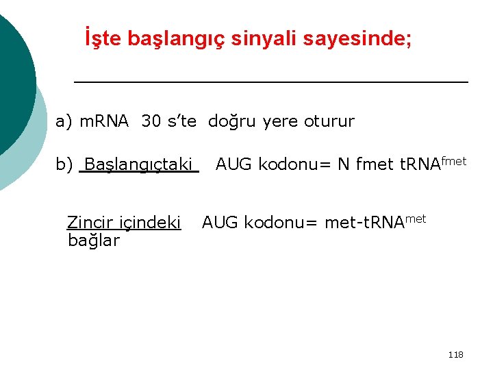 İşte başlangıç sinyali sayesinde; a) m. RNA 30 s’te doğru yere oturur b) Başlangıçtaki