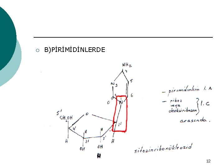 ¡ B)PİRİMİDİNLERDE 12 