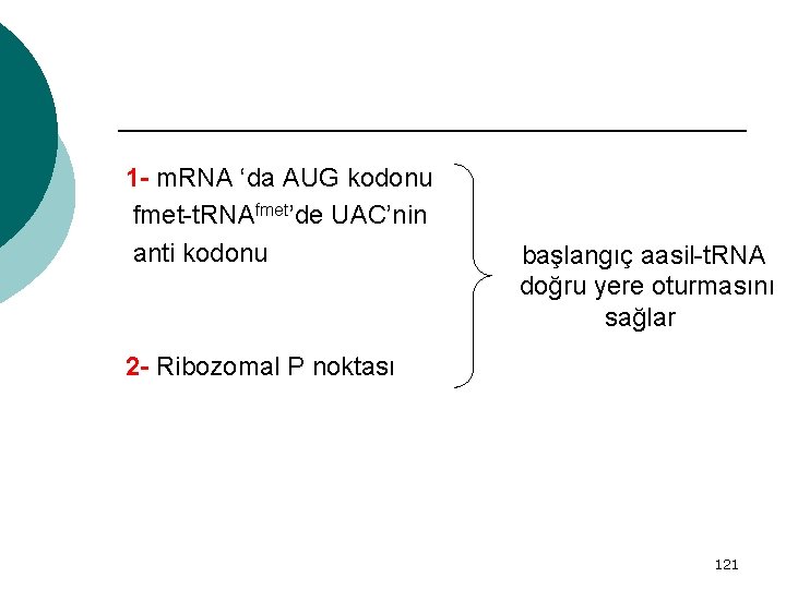 1 - m. RNA ‘da AUG kodonu fmet-t. RNAfmet’de UAC’nin anti kodonu başlangıç aasil-t.