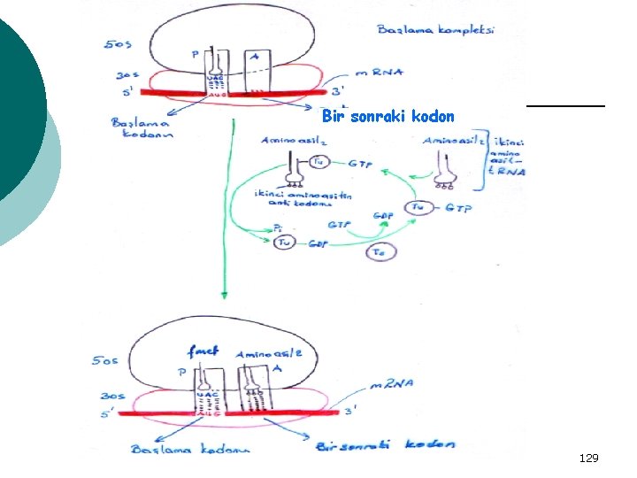 Bir sonraki kodon 129 