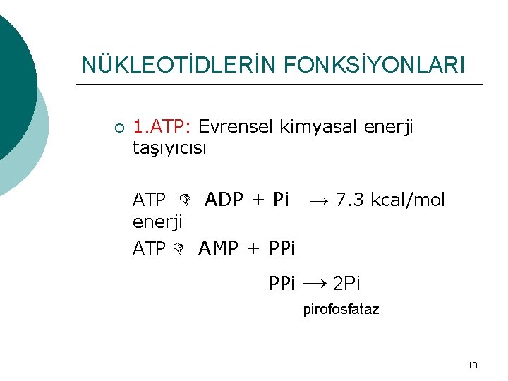 NÜKLEOTİDLERİN FONKSİYONLARI ¡ 1. ATP: Evrensel kimyasal enerji taşıyıcısı ATP ADP + Pi enerji