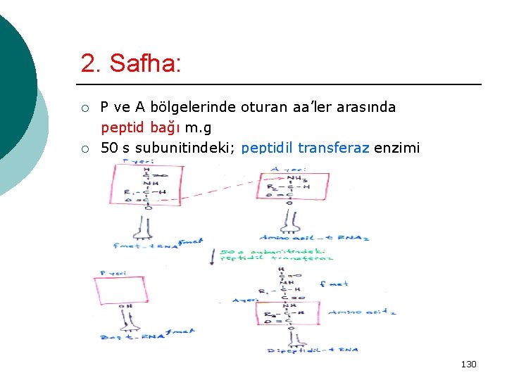 2. Safha: ¡ ¡ P ve A bölgelerinde oturan aa’ler arasında peptid bağı m.