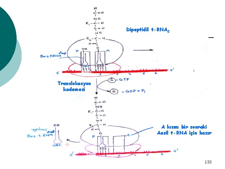 Dipeptidil t-RNA 2 Translokasyon kademesi A kısmı bir sonraki Aasil t-RNA için hazır 133